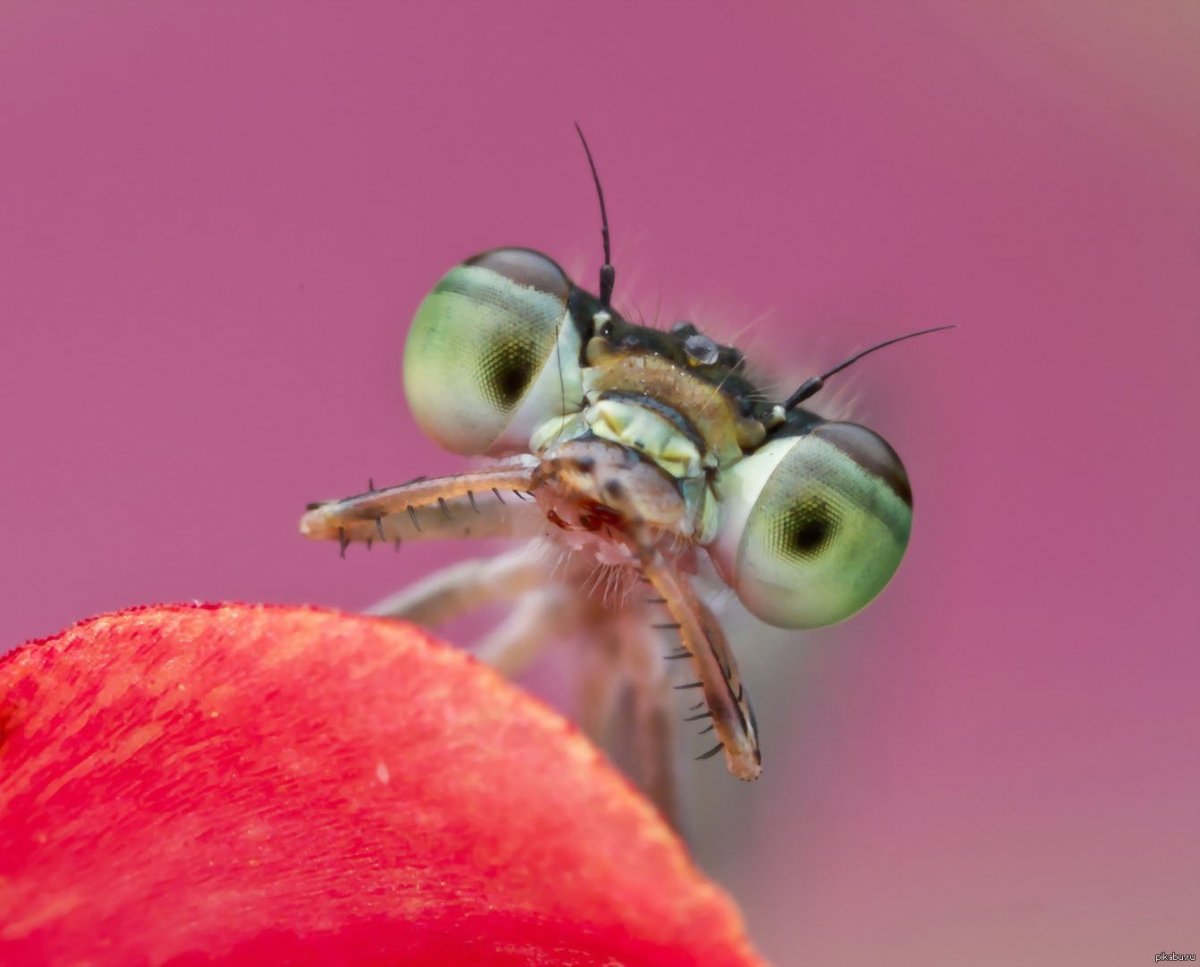 Насекомое с большими глазами
