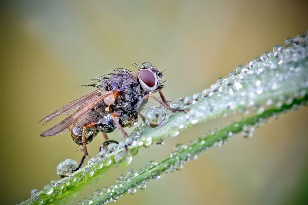 Техника макросъемки