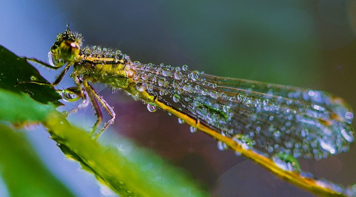 Насекомые в росе