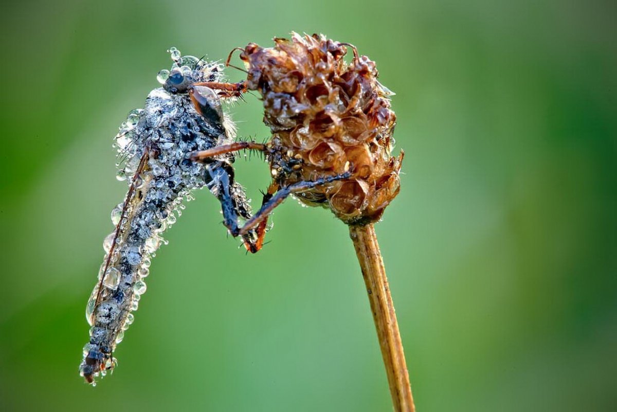 Насекомые в утренней росе