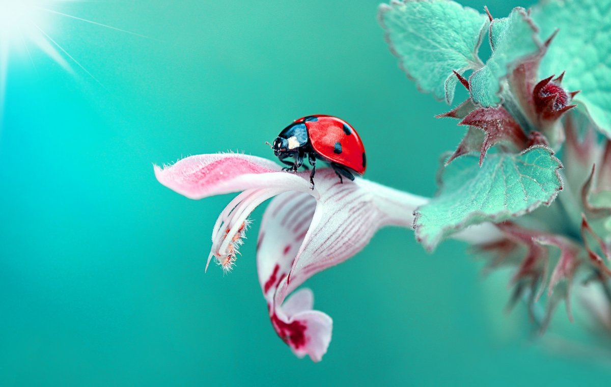 Удивительный мир насекомых