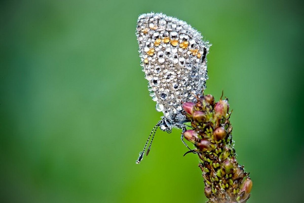 Бабочка в каплях росы