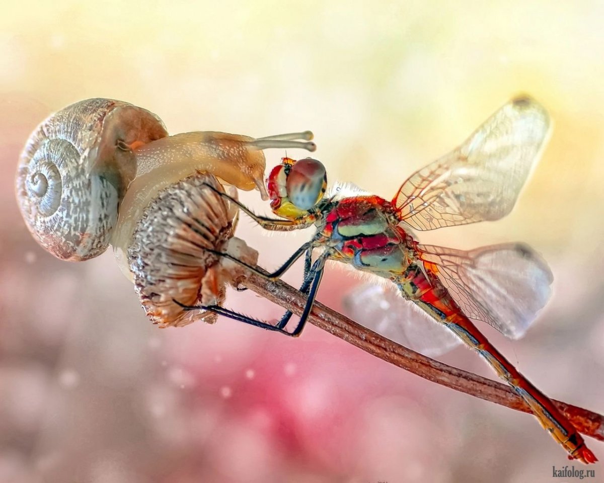 Макрофотографии насекомых