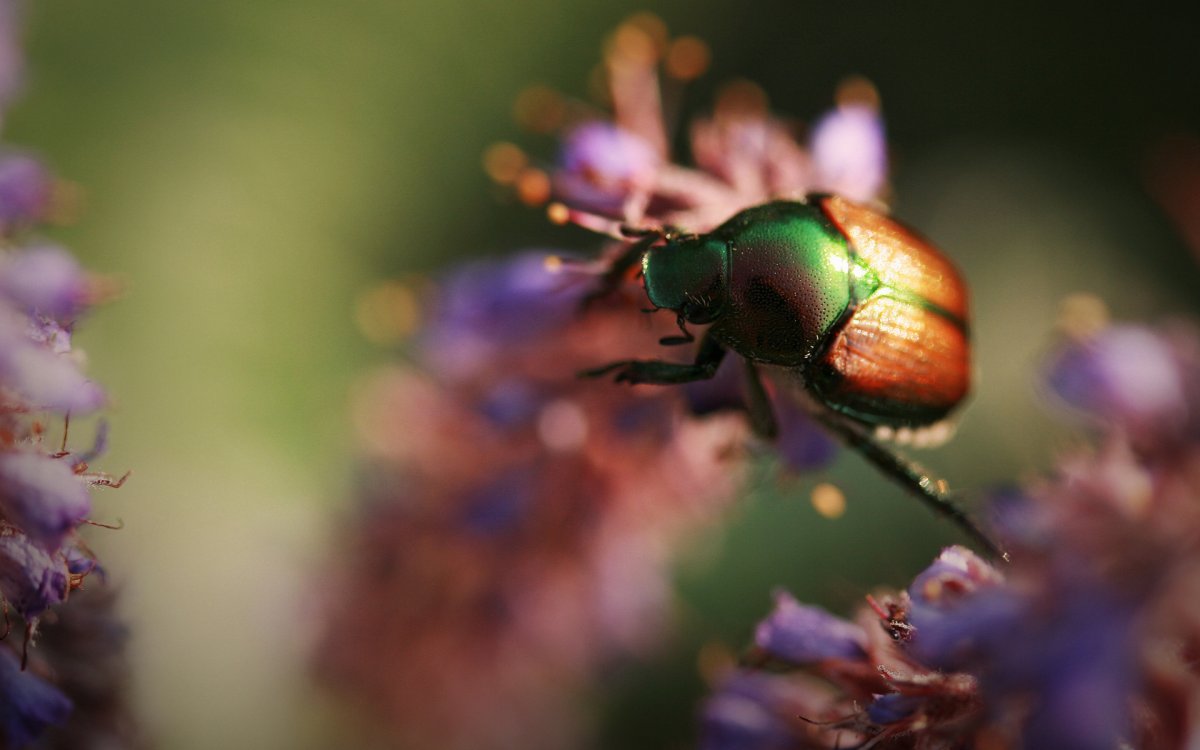 Макросъемка природа