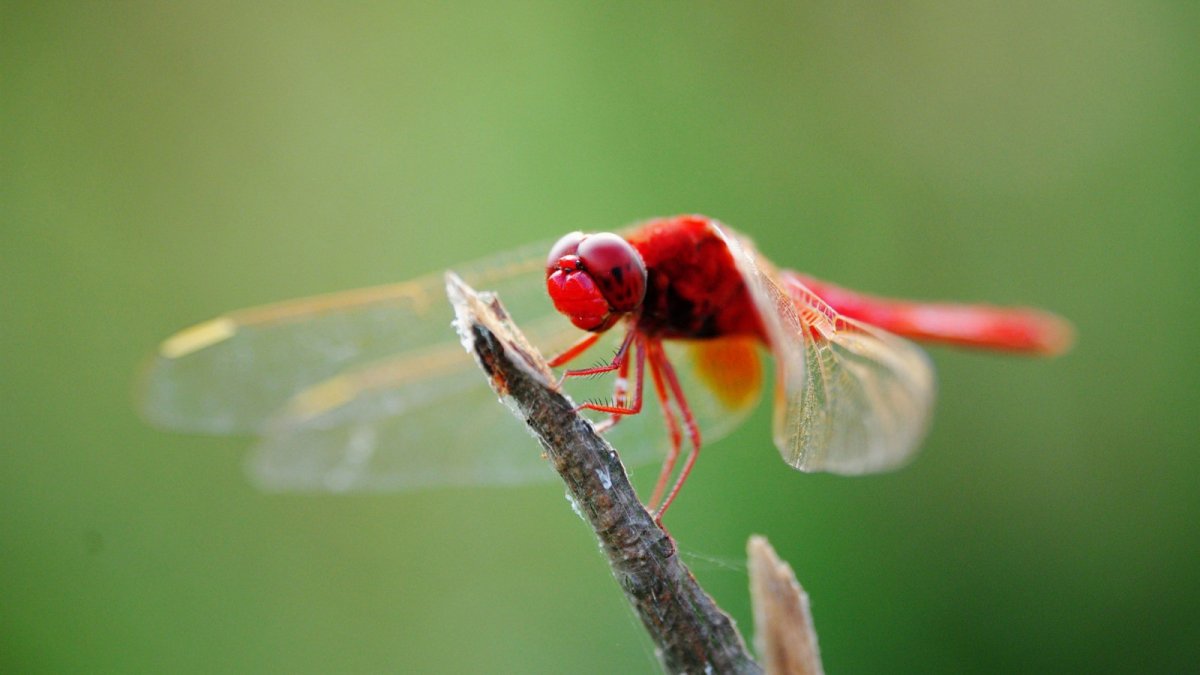 Стрекоза Макросъемка