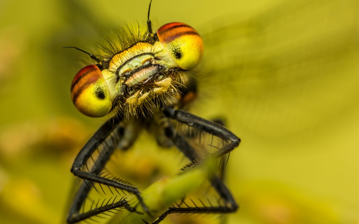 Заставка на рабочий стол макро