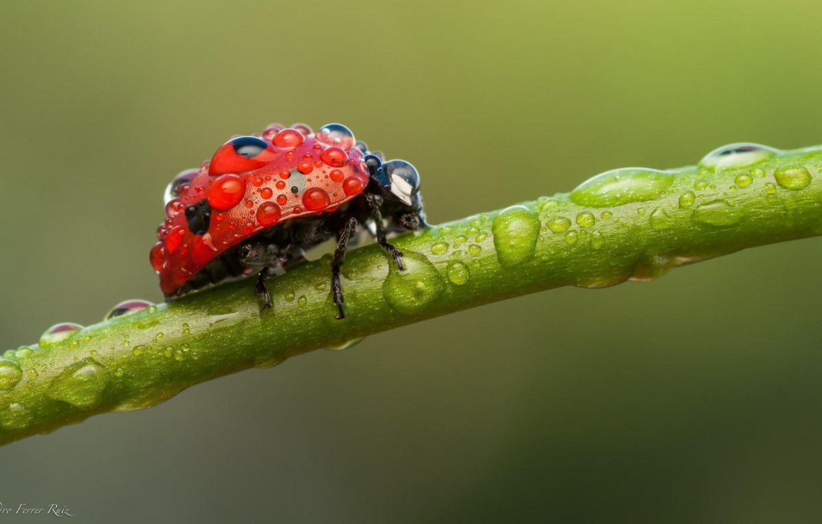 Божьи коровки
