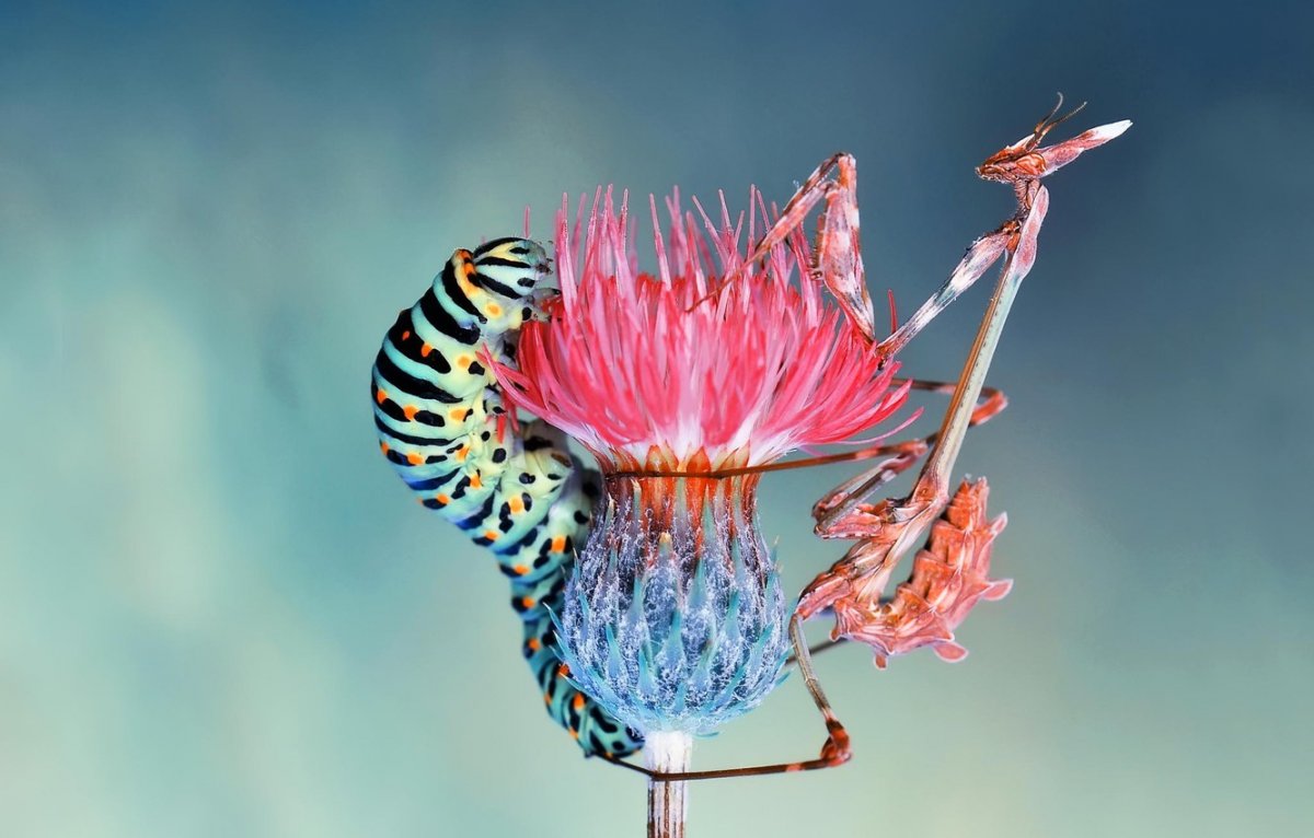 Необычная Макросъемка