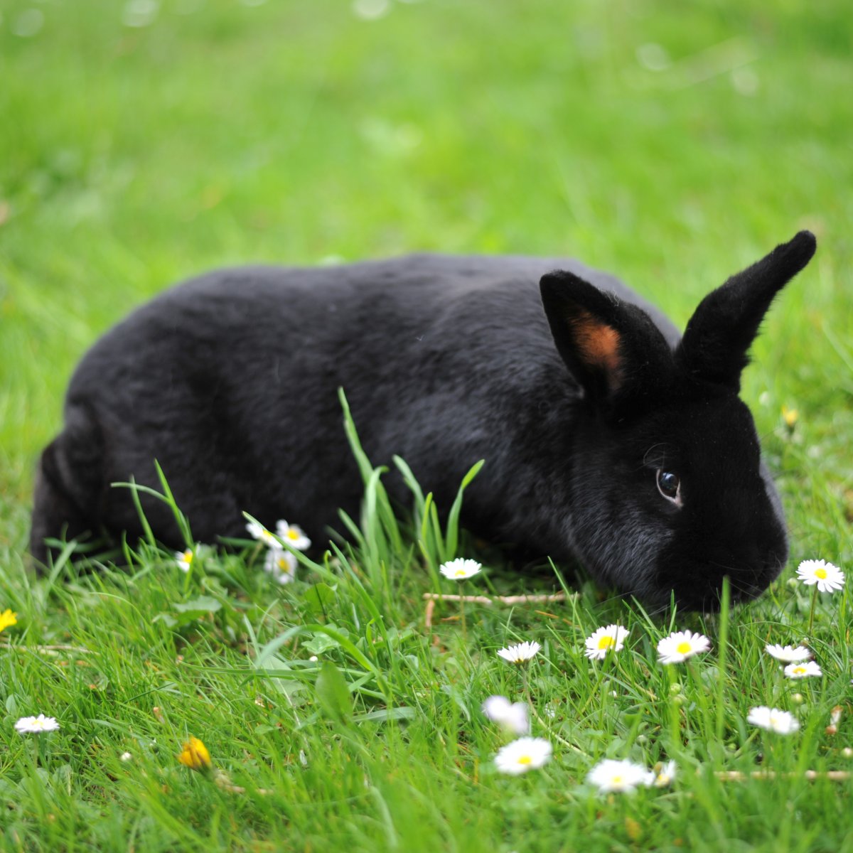 Новозеландский кролик черный