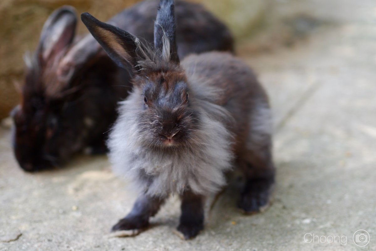 Королевский кролик рекс