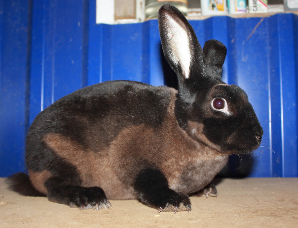 Кролик породы рекс помесь