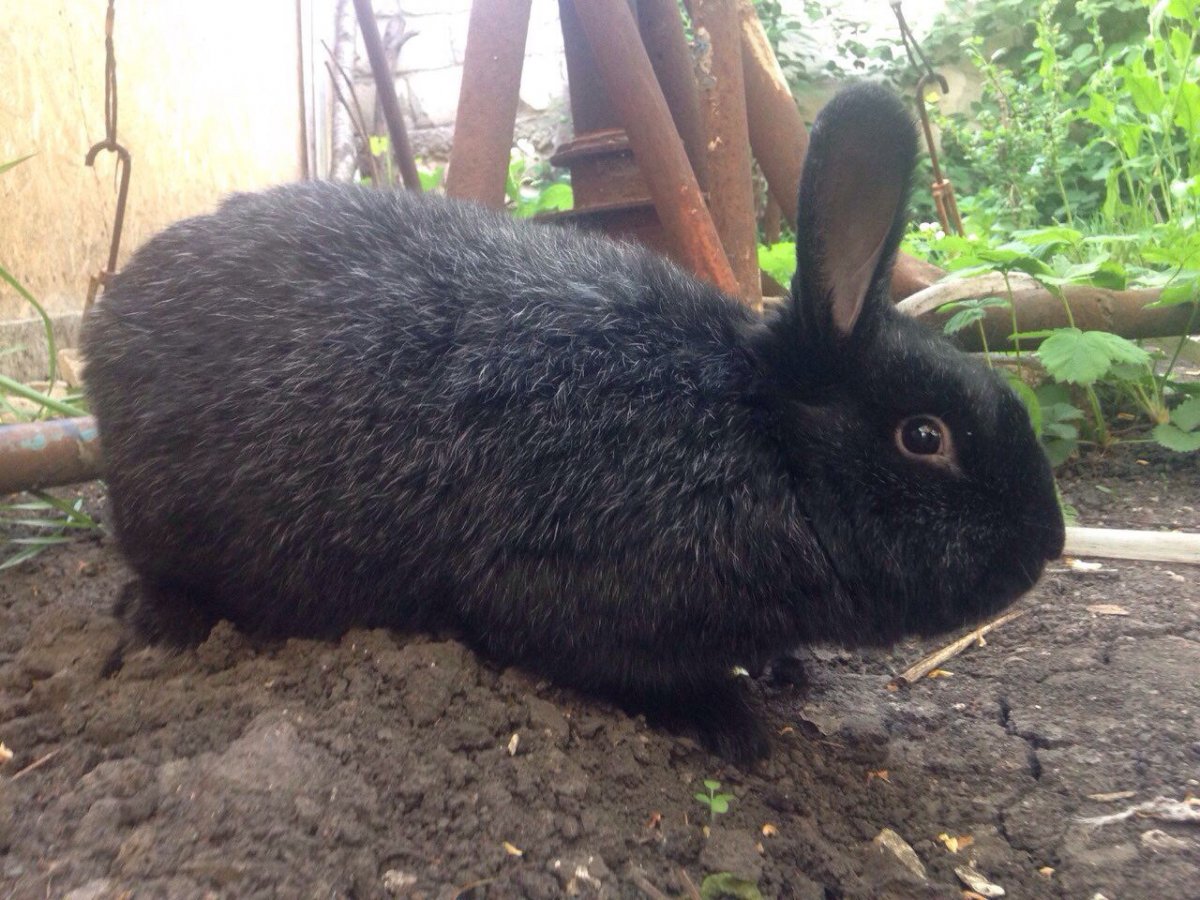 Бело коричнево черные крольчата