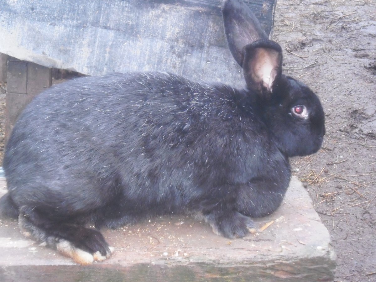 Кролики маленькие во дворе