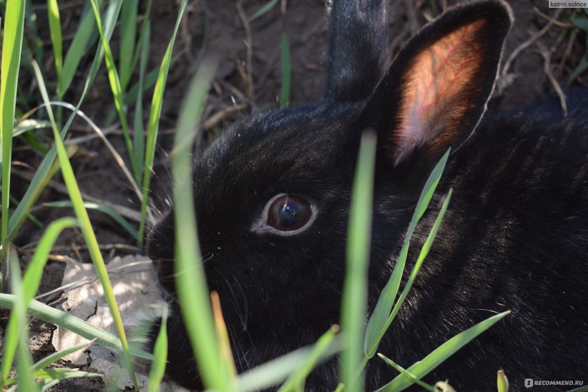 Венский черный кролик