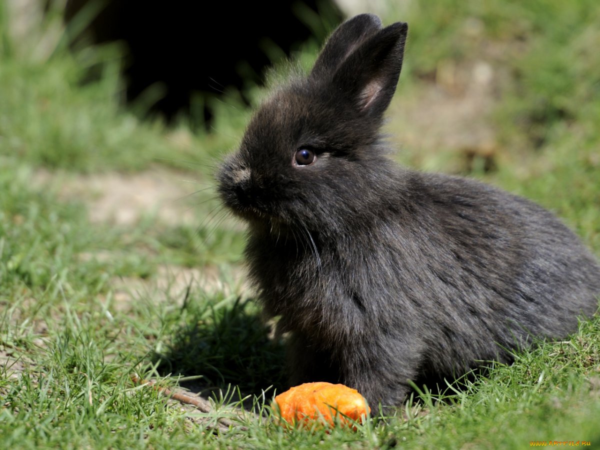 Кролик огневка