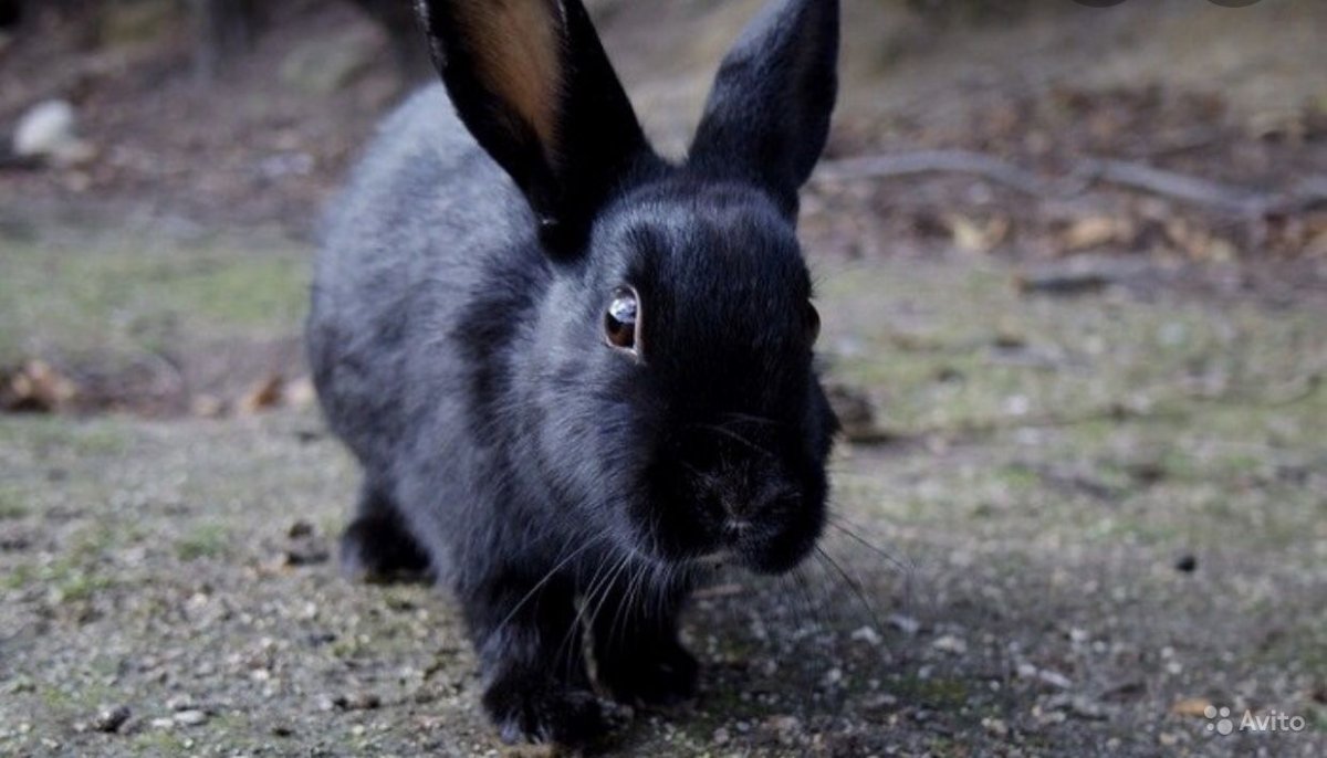 Гаванский черный кролик