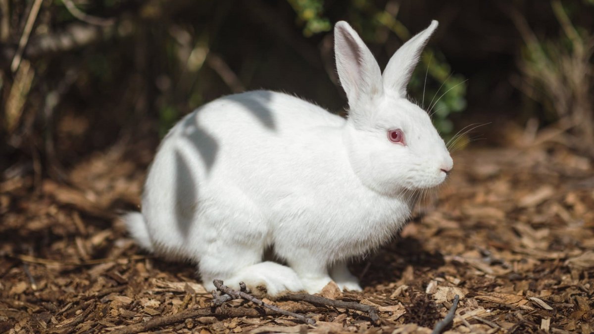 Вуалево серебристый кролик