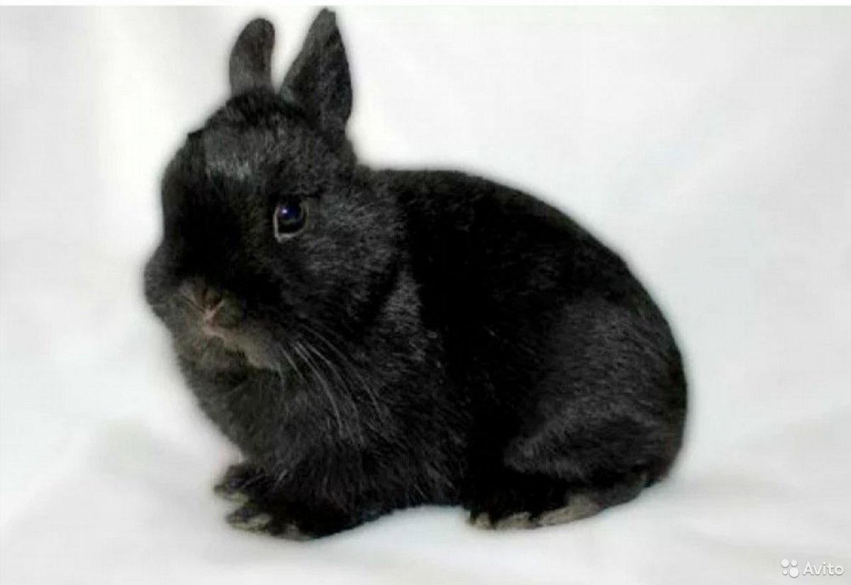 Continental giant Rabbit