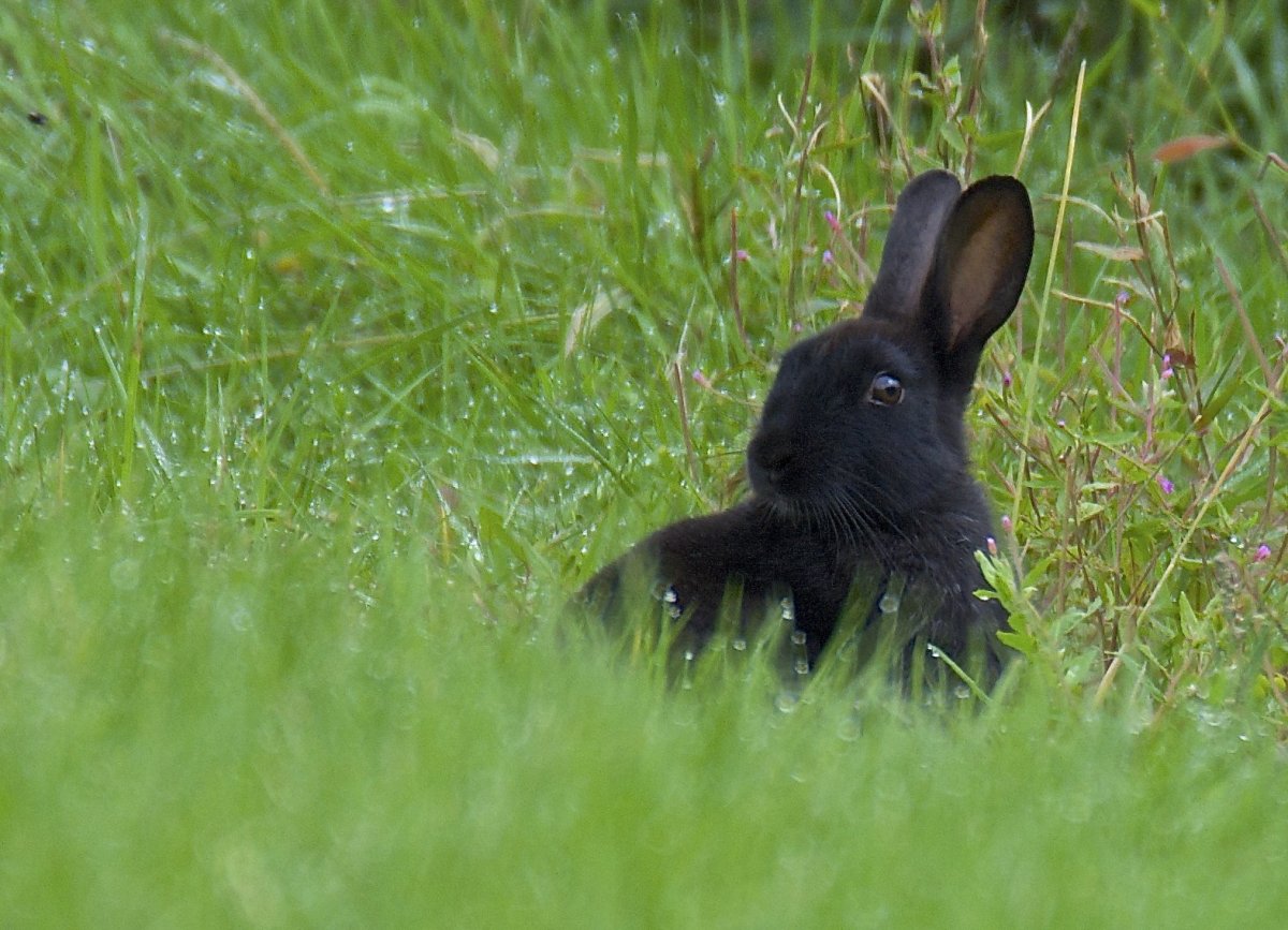 Кролик польский черный