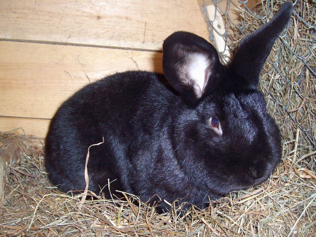 Черно бурый кролик