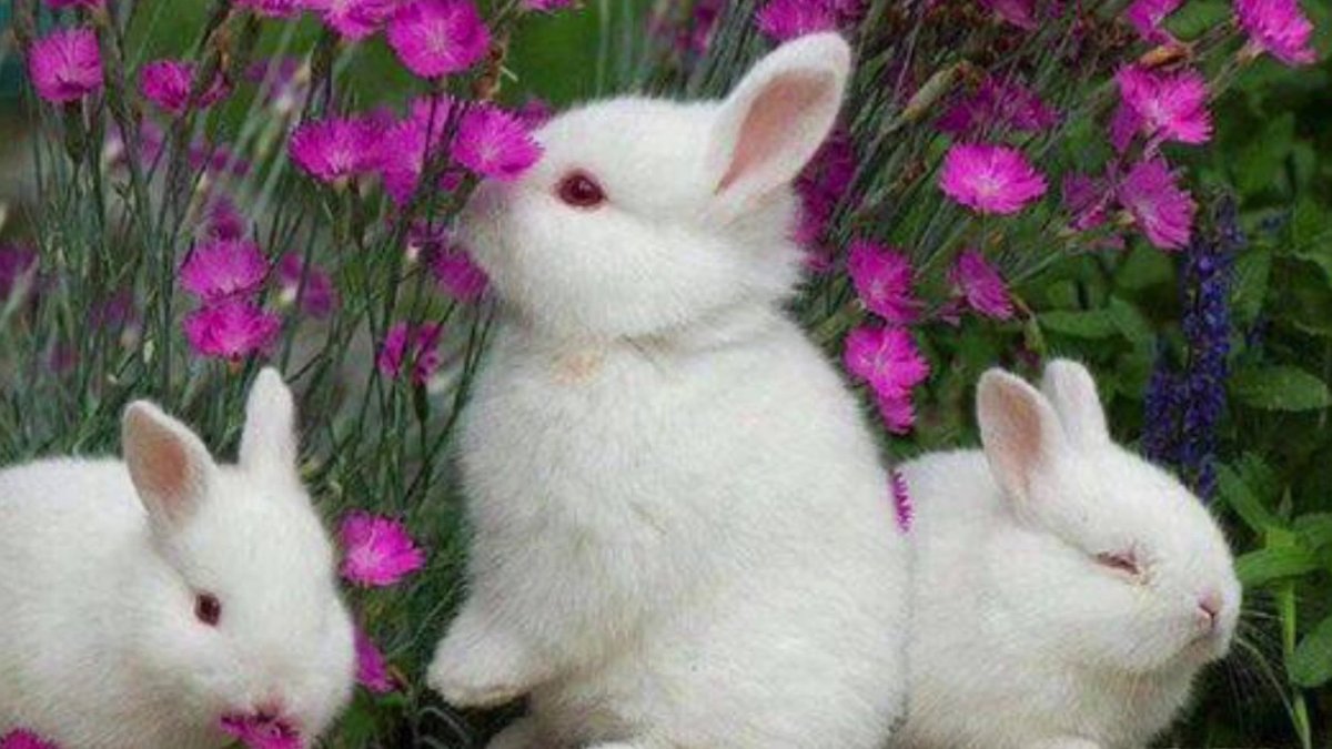 Милые зайчики