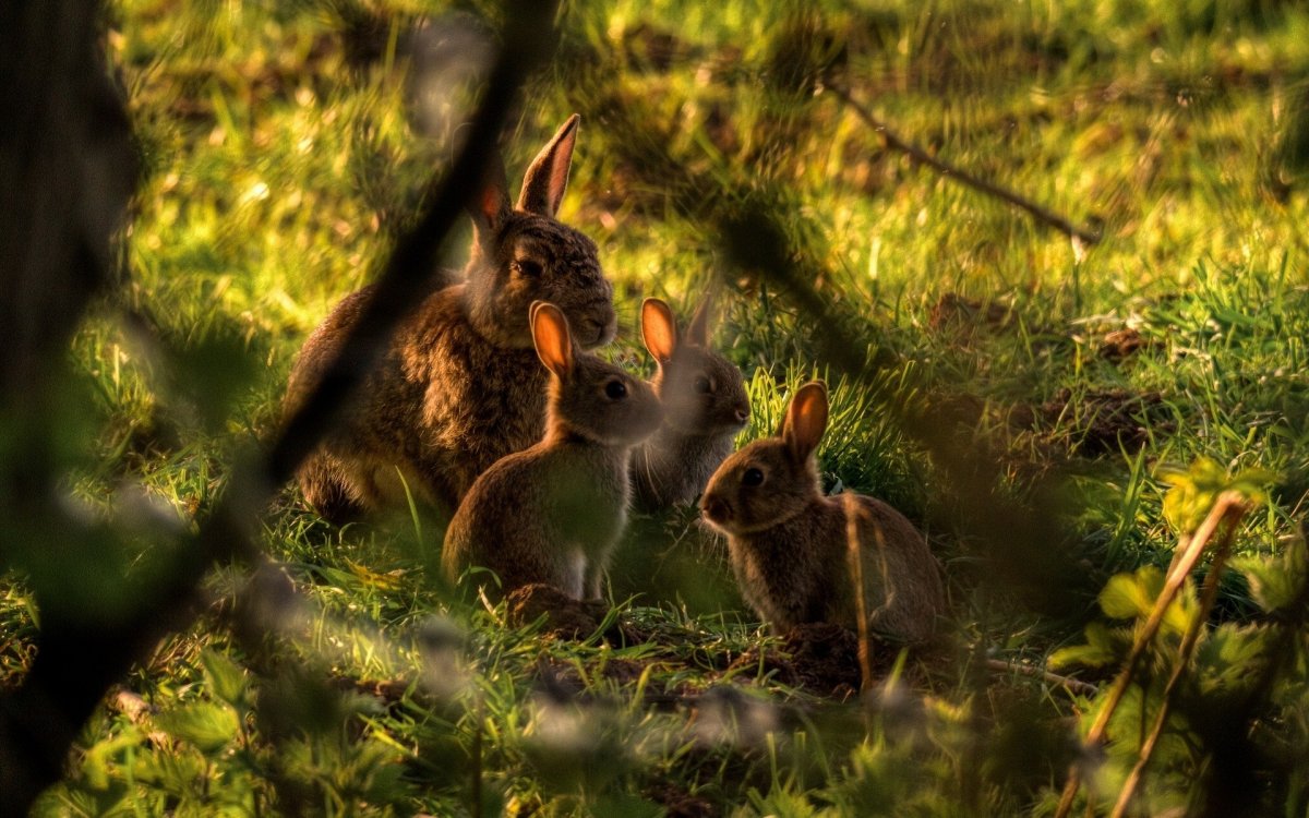 Заяц в лесу