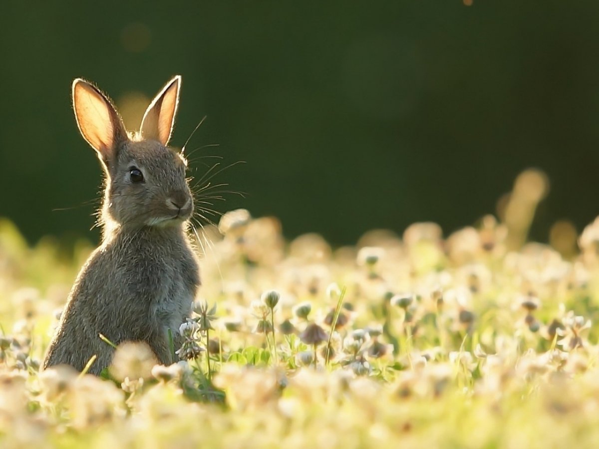 Зайчик в природе