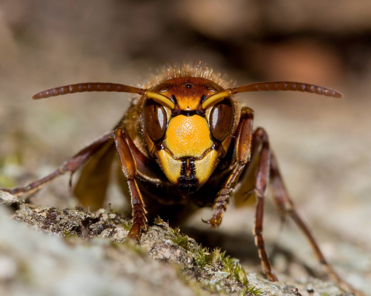 Шершень в Ленинградской области