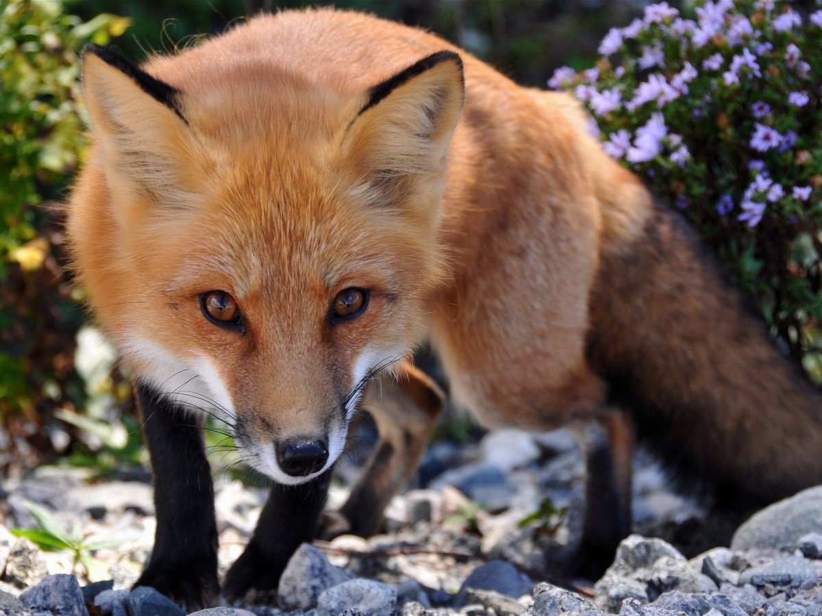 Европейская Лисичка