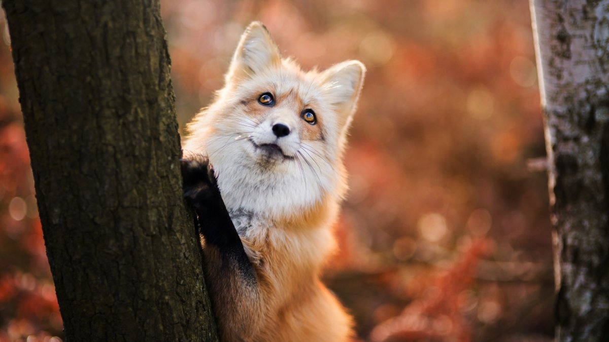 Красивые лисы