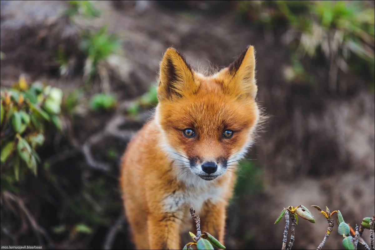 Лиса в дикой природе