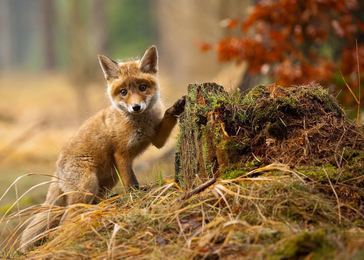 Лиса в дикой природе