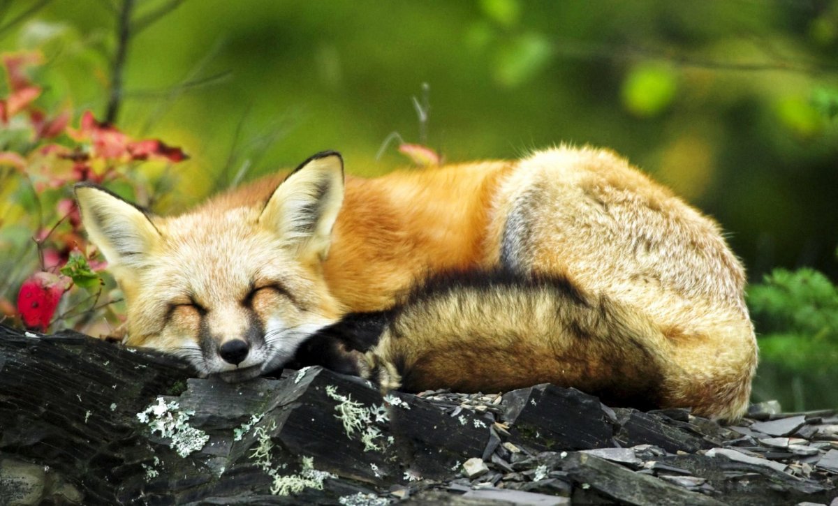 Лиса осенью