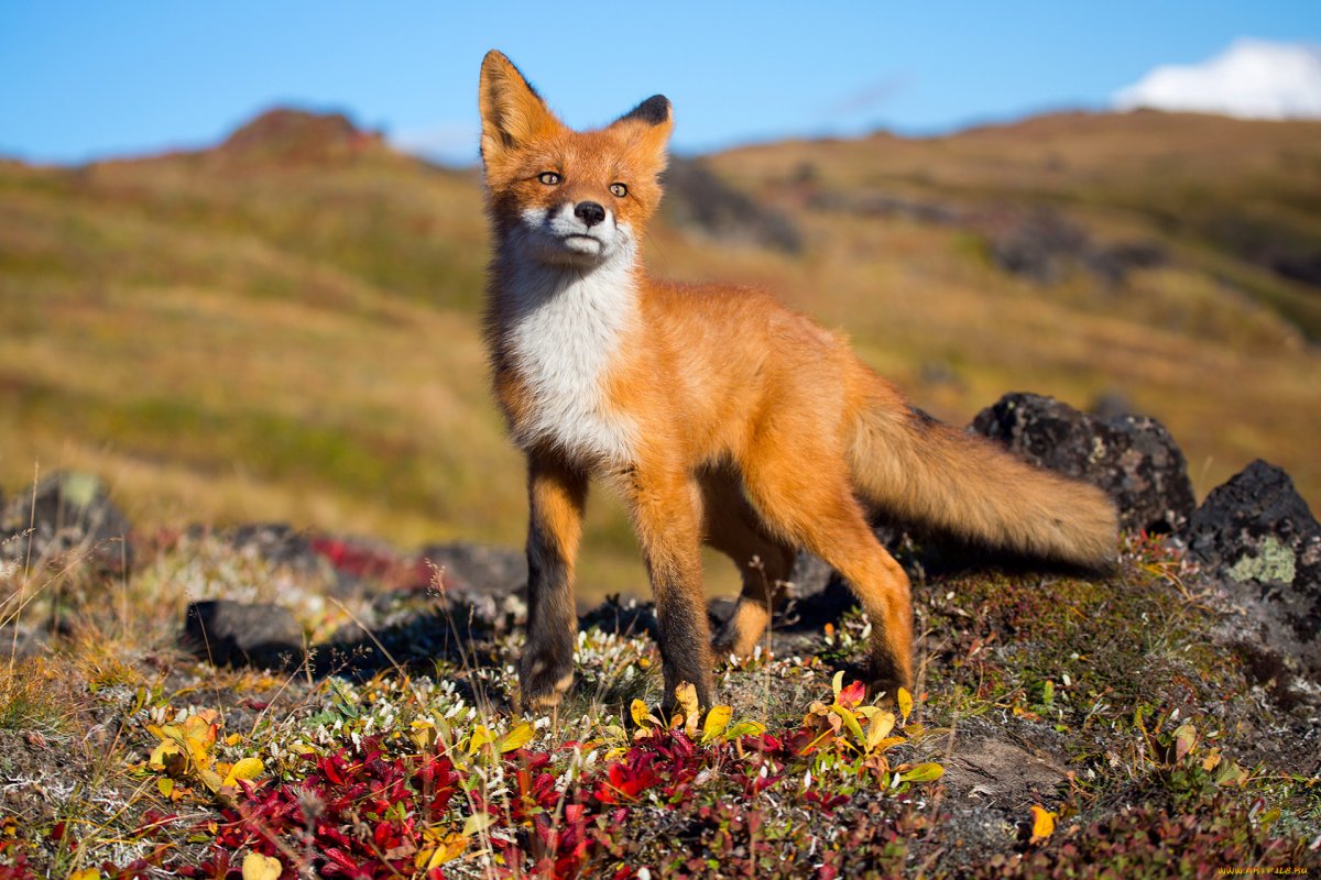 Степная и Горная лиса Крым