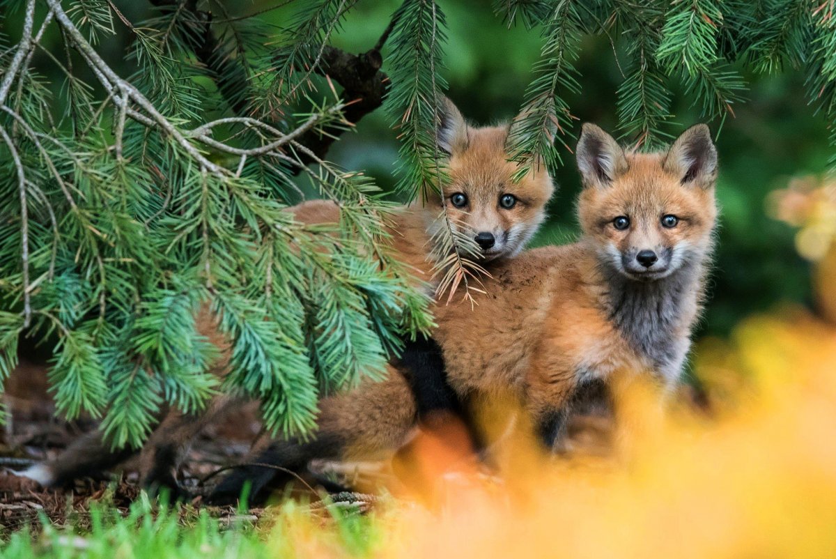 Лиса в дикой природе