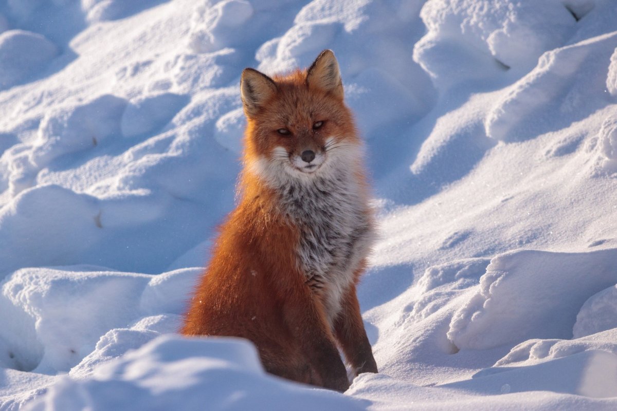 Снежная лиса