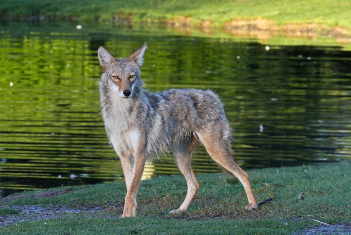 Койот Северной Америки