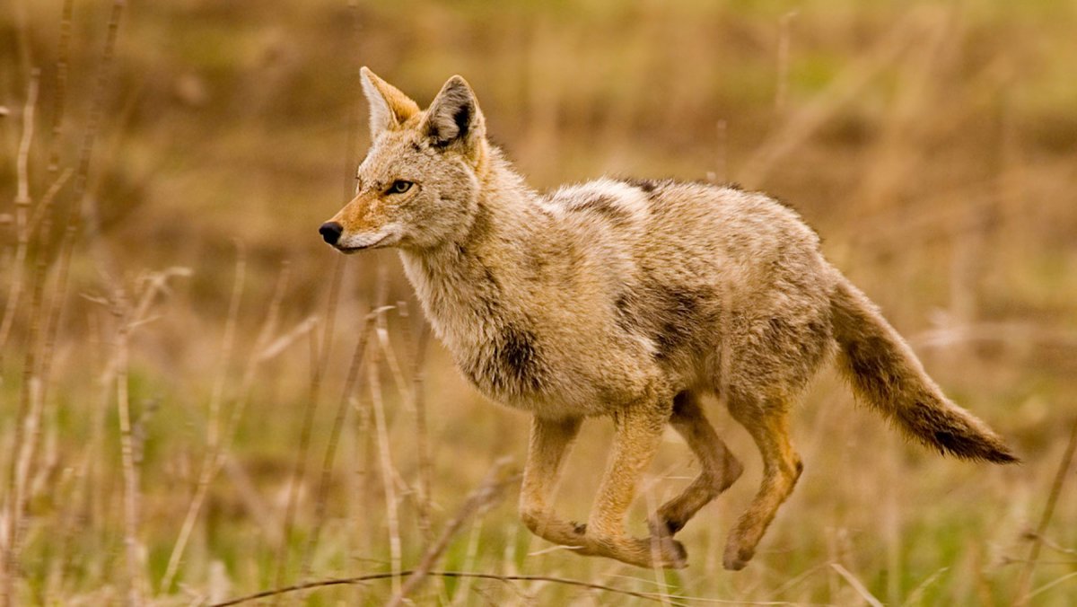 Мексика прерии Койоты