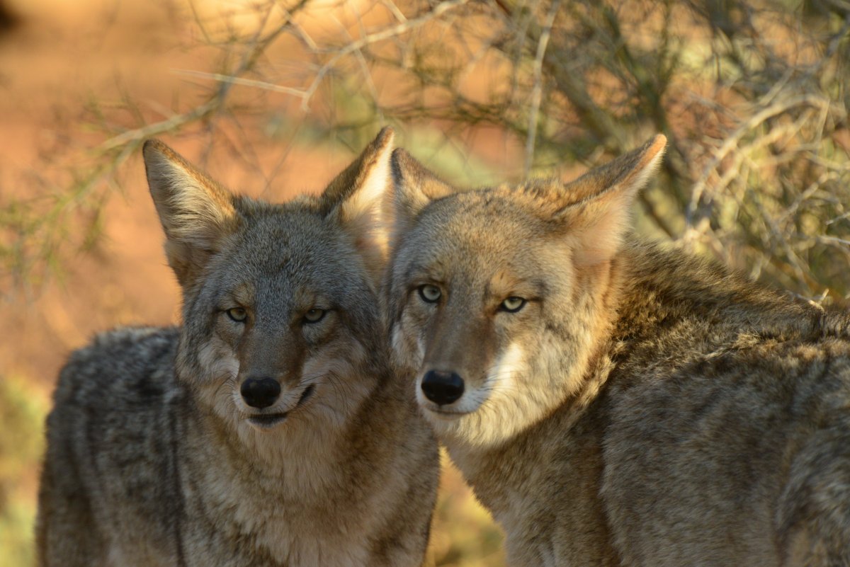 Самка койота