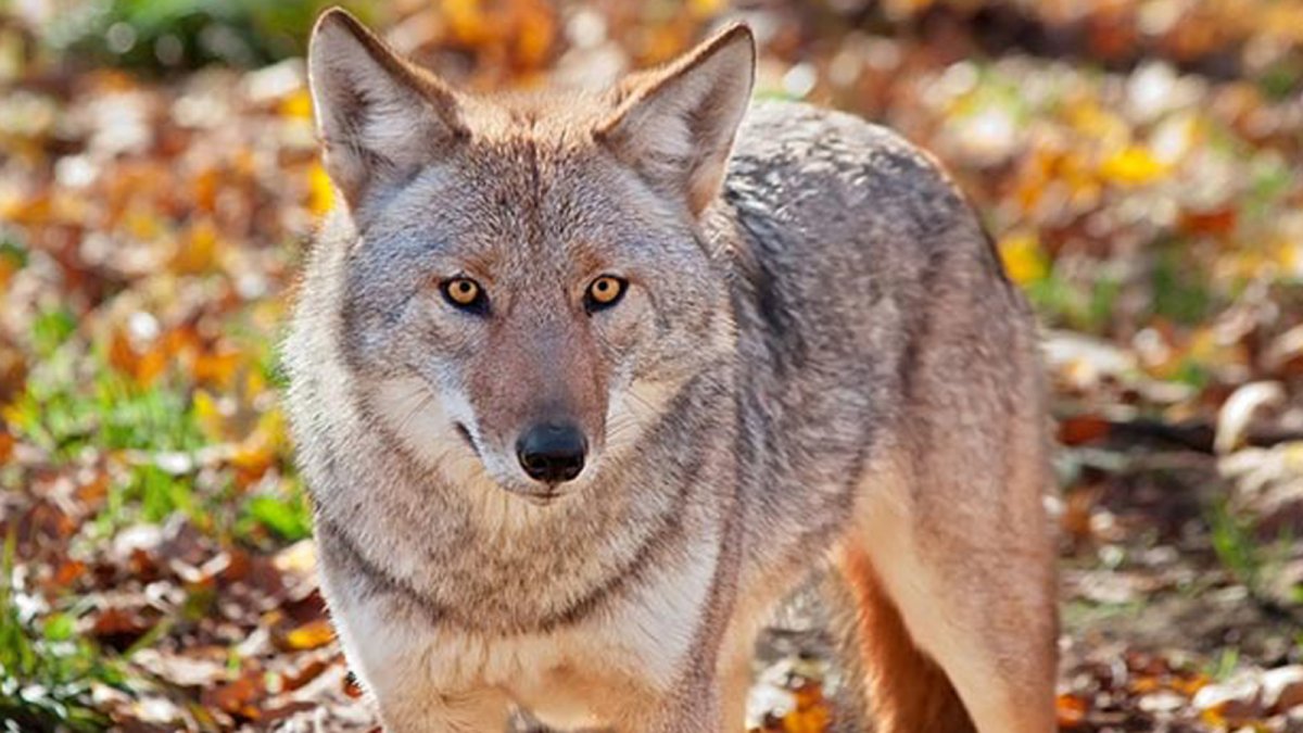 Меланист койот