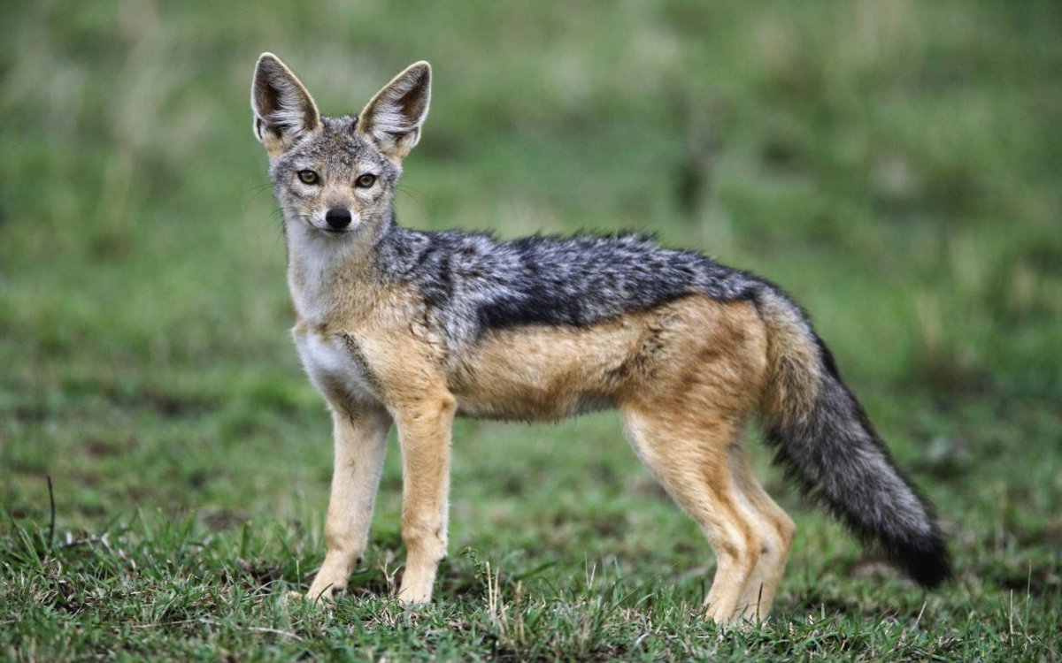 Шакалы кавказский заповедник