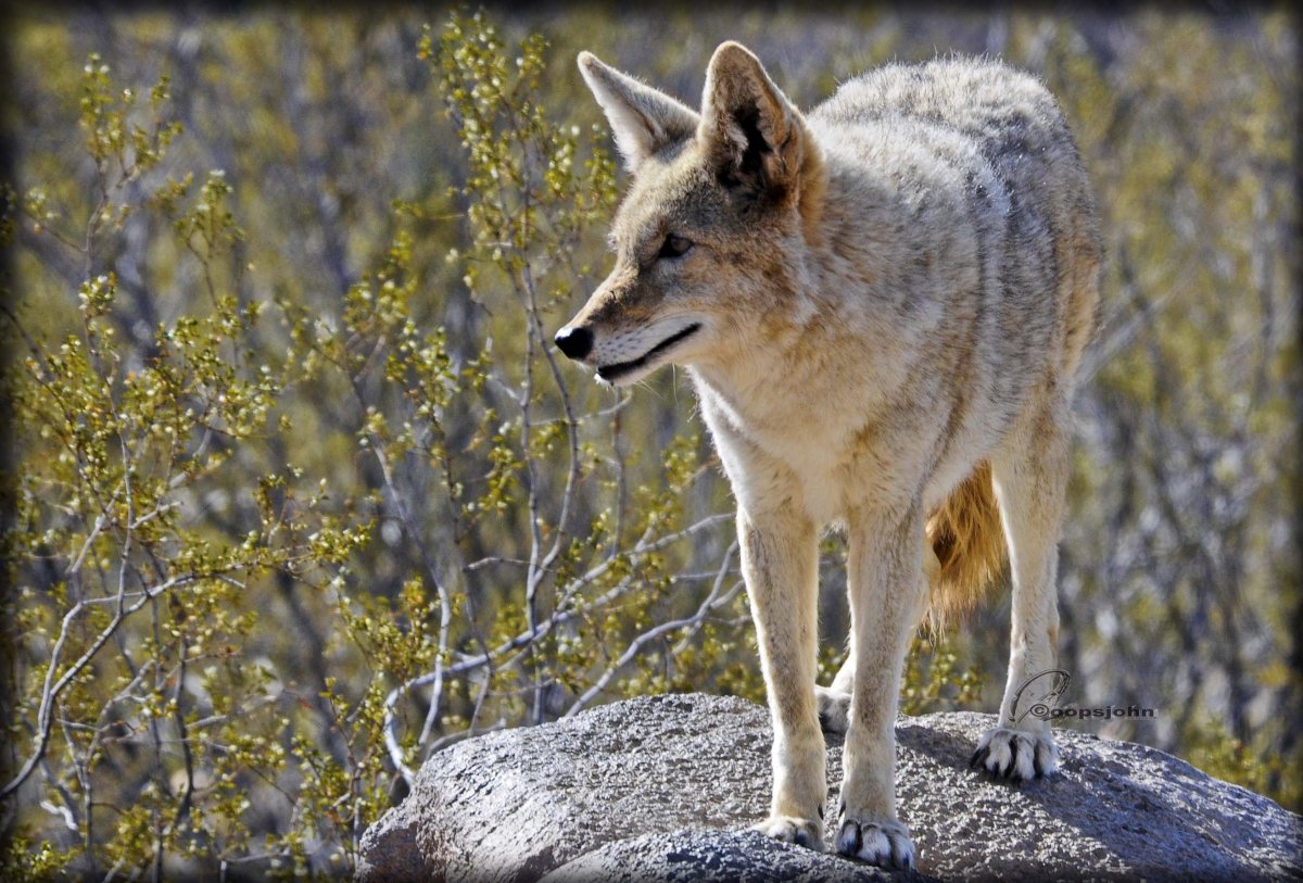 Койот Северной Америки