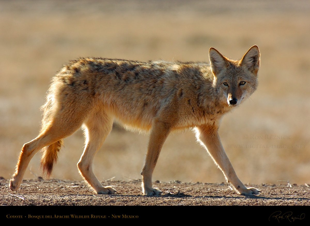 Койот играющий