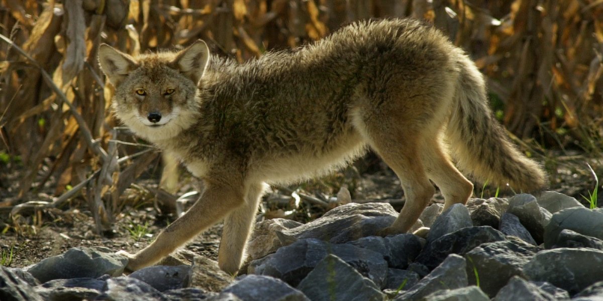 Чепрачный Шакал