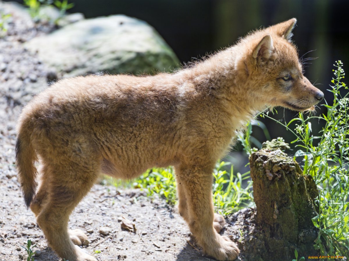 Койот щенок