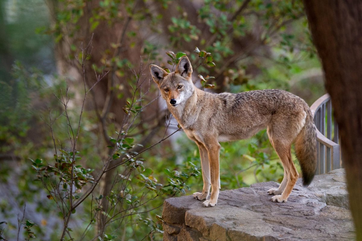 Классификация койота