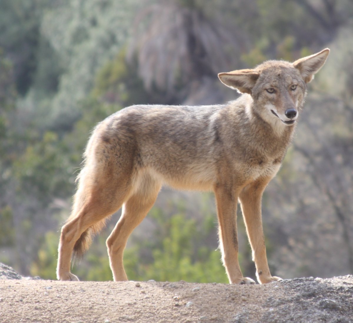 Волк canis Lupus морда