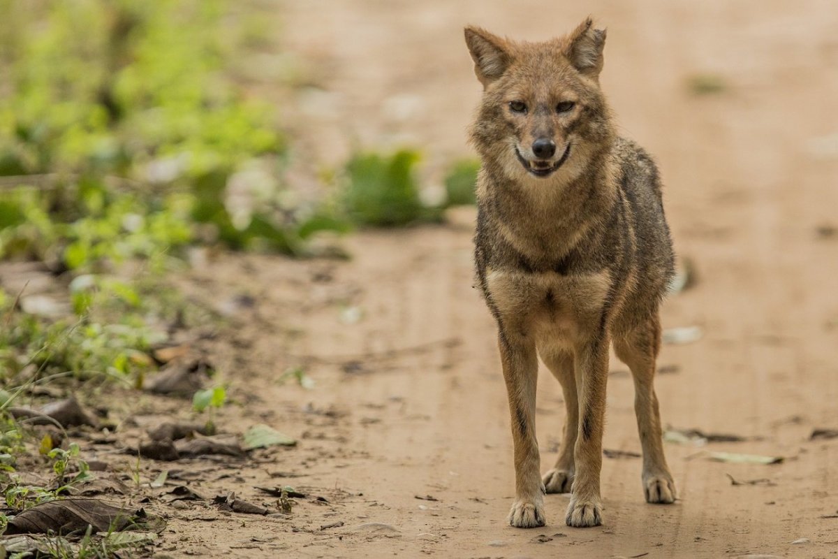 Койот + рыжий волк