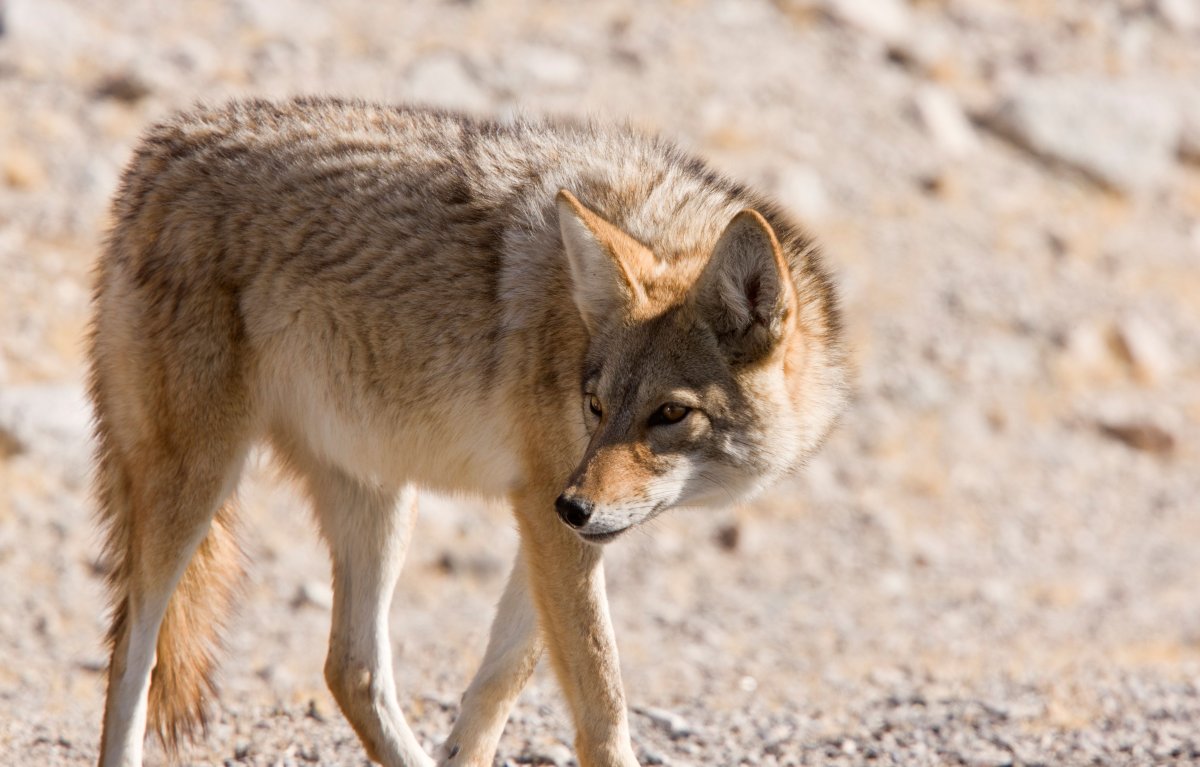 Койот в долине смерти