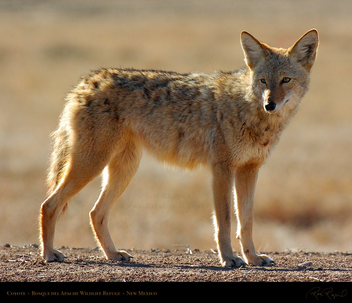 Койот Северной Америки